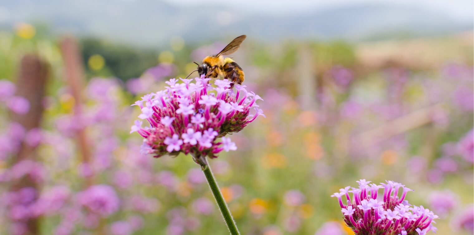 How to Integrate Biodiversity into Investment Decisions