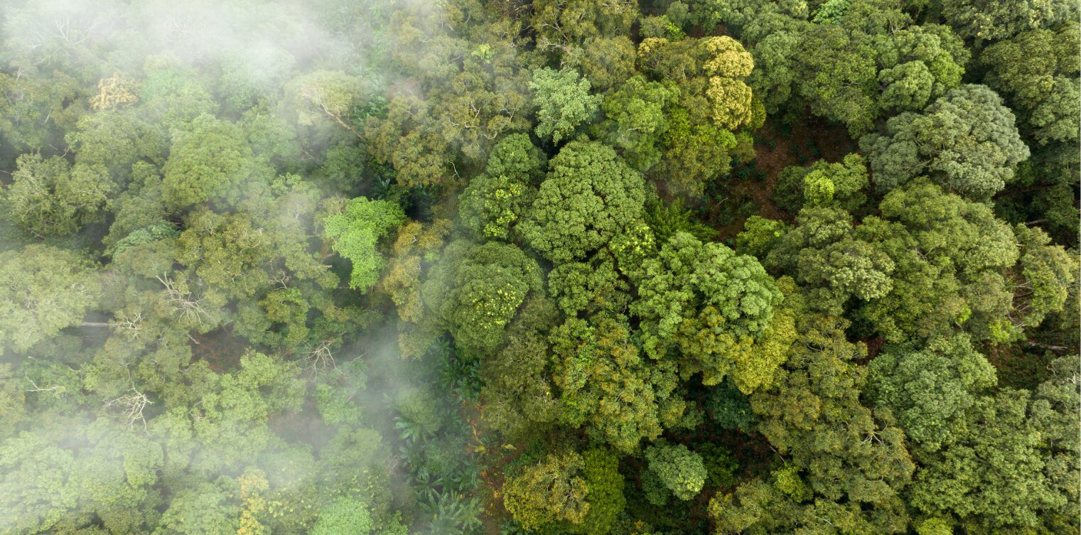 Financial risks of biodiversity loss: A review